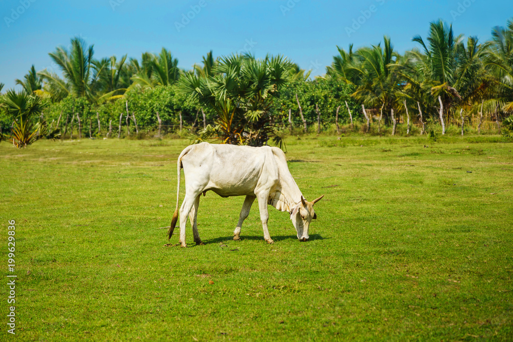 Fototapeta premium white cow stands on a green meadow with palm trees