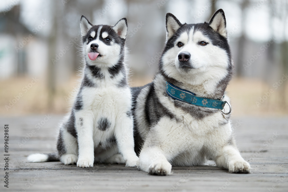 Portrait of the female husky with puppy at autumn time