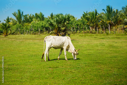 white cow stands on a green meadow with palm trees