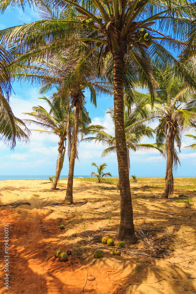 green palm trees and sand growing on the ocean