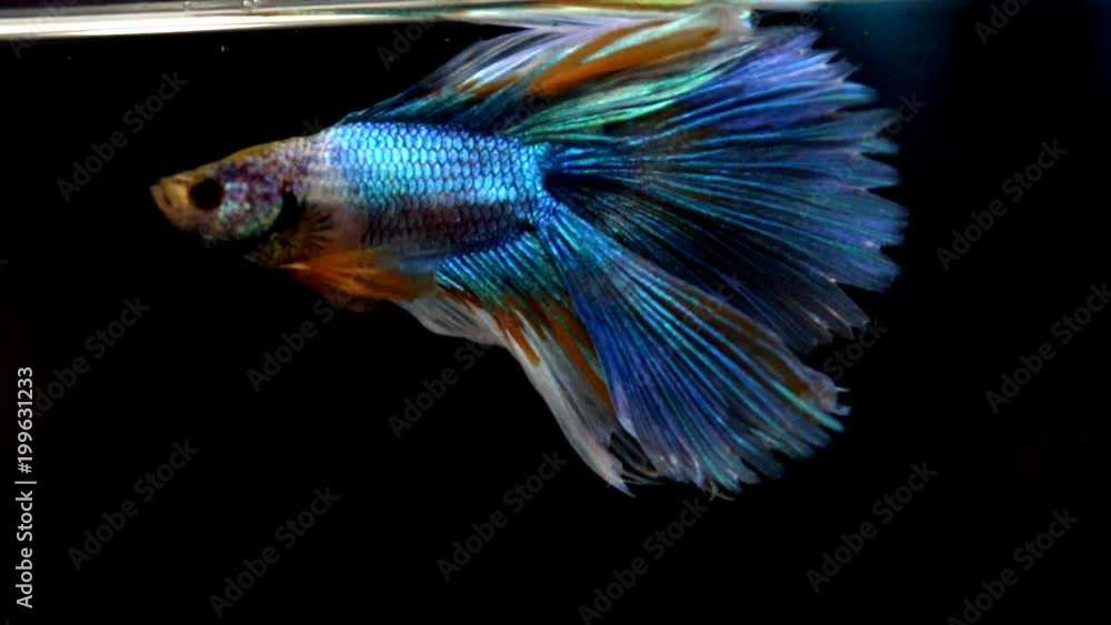 Colorful betta fish, The Siamese fighting fish (Betta splendens) Colorful betta fish, The Siamese fighting fish (Betta splendens)