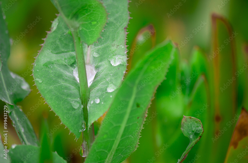 abstract backdrops drop detail forest green leaf rain abstract backdrops drop detail forest green leaf rain
