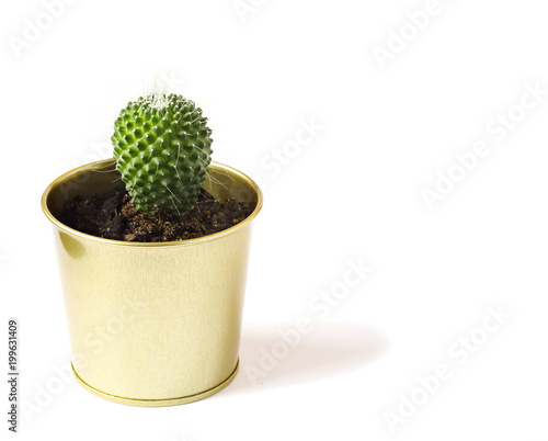 Cactus plant in pot isolated on white background