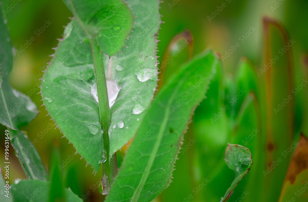  rain drops on flowers abstract autumn drop detail leaf green forest abstract