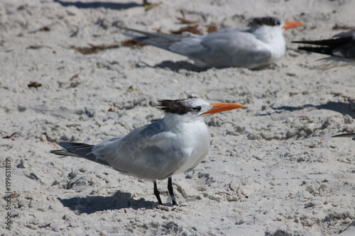 plage mer sable