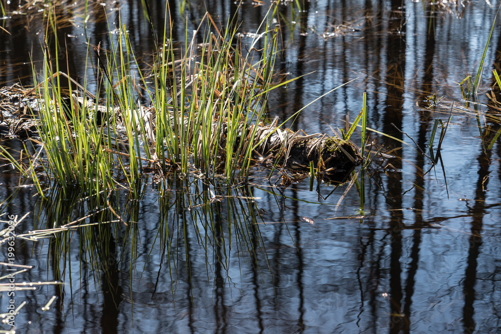 Fototapeta premium Sumpfwald im Frühling