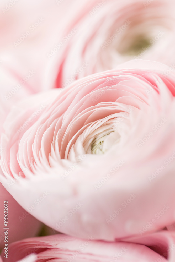 many layered petals. Persian buttercup. Bunch pale pink ranunculus flowers light background. Wallpaper, Vertical photo many layered petals. Persian buttercup. Bunch pale pink ranunculus flowers light background. Wallpaper, Vertical photo