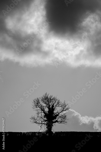 Silhouetted oak tree (Quercus sp.) against powerful sky. Black and white tree in front of clouds in the British countryside, in early Spring