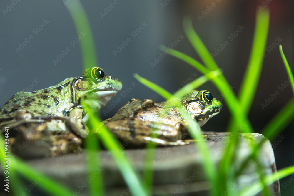 Bullfrog, Rana Lithobates catesbeiana in water. American. Bullfrog, Rana Lithobates catesbeiana in water. American.