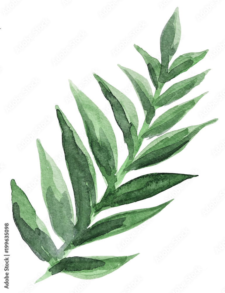 leaves watercolor isolated leaves watercolor isolated