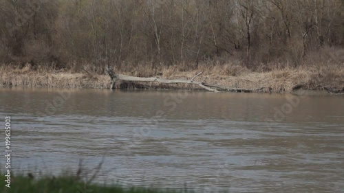 Wild nature, forest and river.