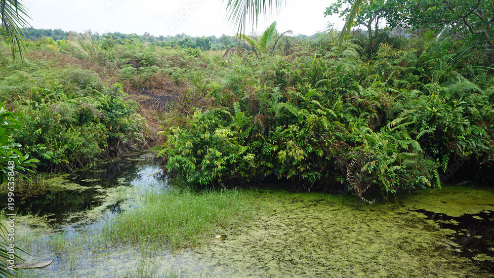 tropical green pond tropical green pond