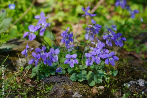 Viola grypoceras (Tachitsubosumire)
