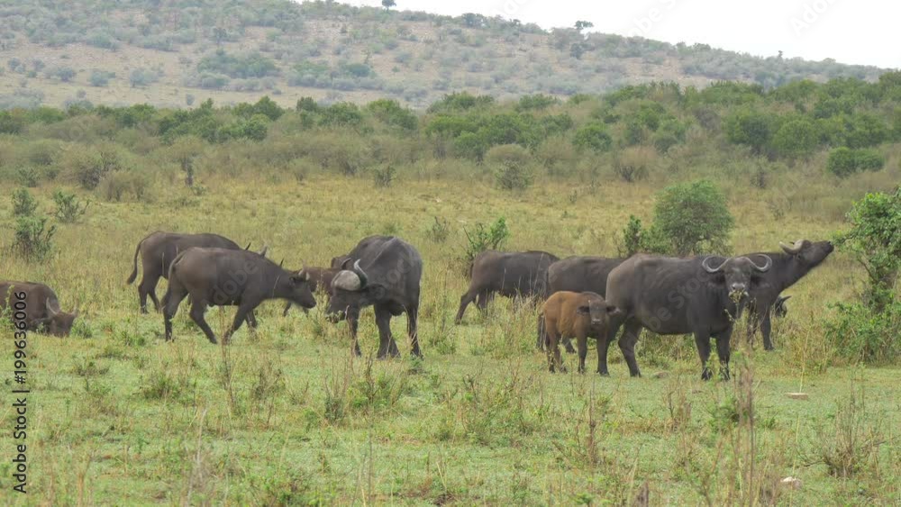 African buffaloes with calves on the savannah African buffaloes with calves on the savannah