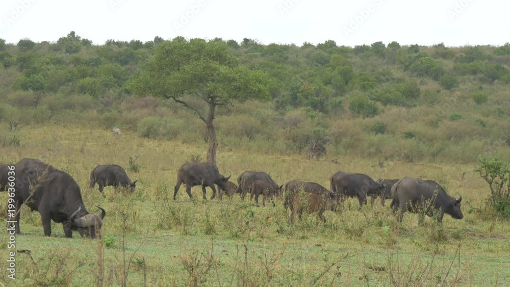 African buffalo herd with calves walking and grazing African buffalo herd with calves walking and grazing
