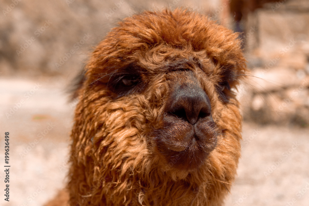 Portrait of brown alpaca near Arequipa, Peru