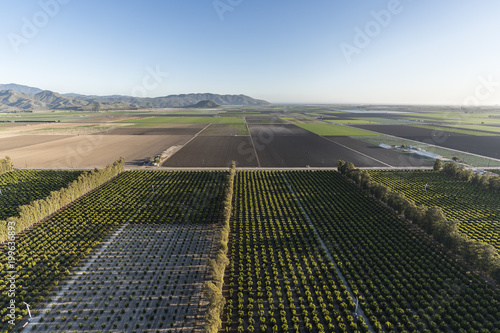 Aerial view of citrus orcha...