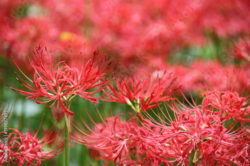 cluster amaryllis in the park