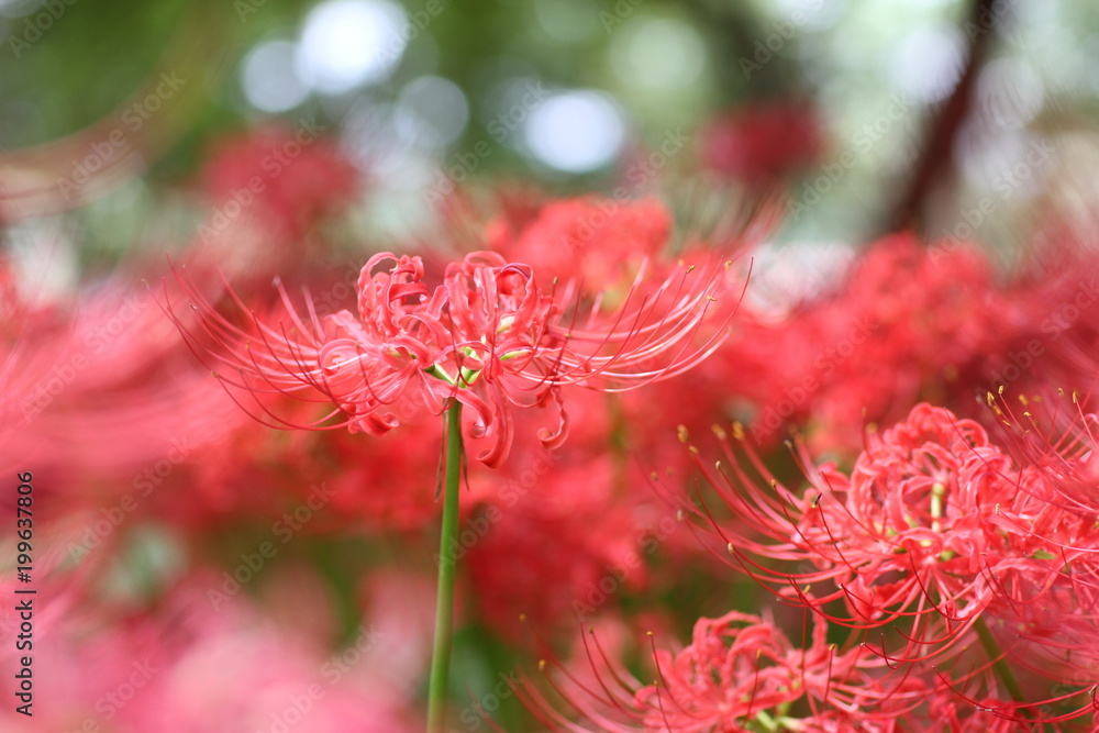 cluster amaryllis in the park
