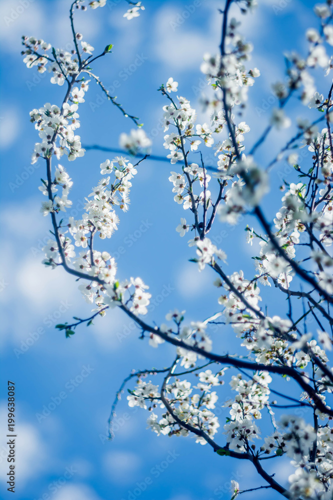 Spring Spring