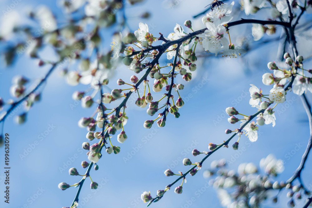 Spring Spring