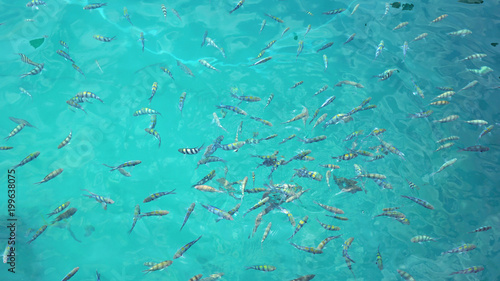 underwater fish swarm © chriss73