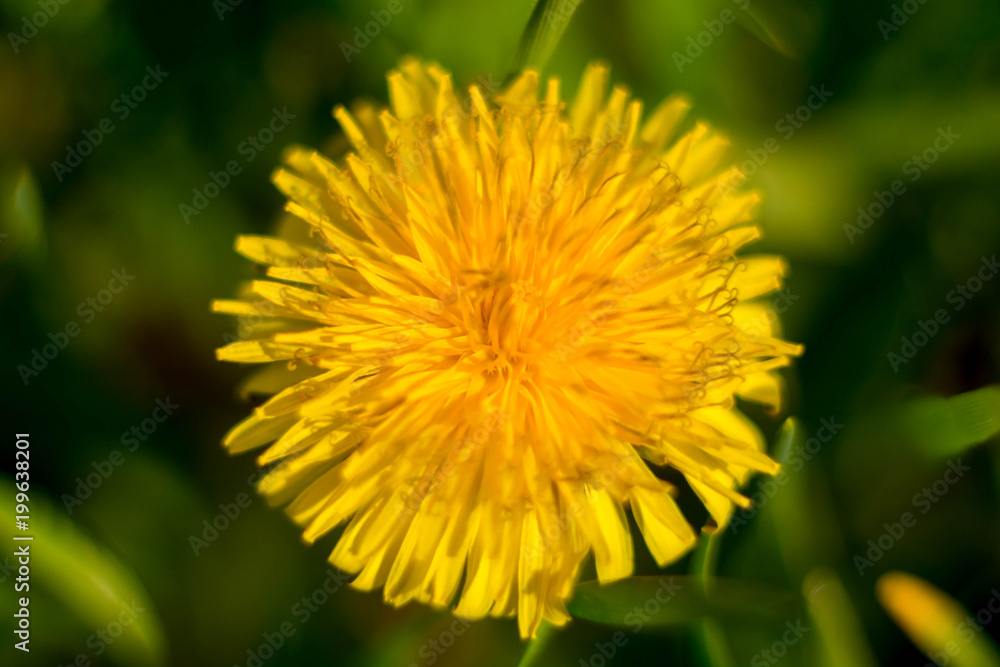 Spring and dandelions Spring and dandelions
