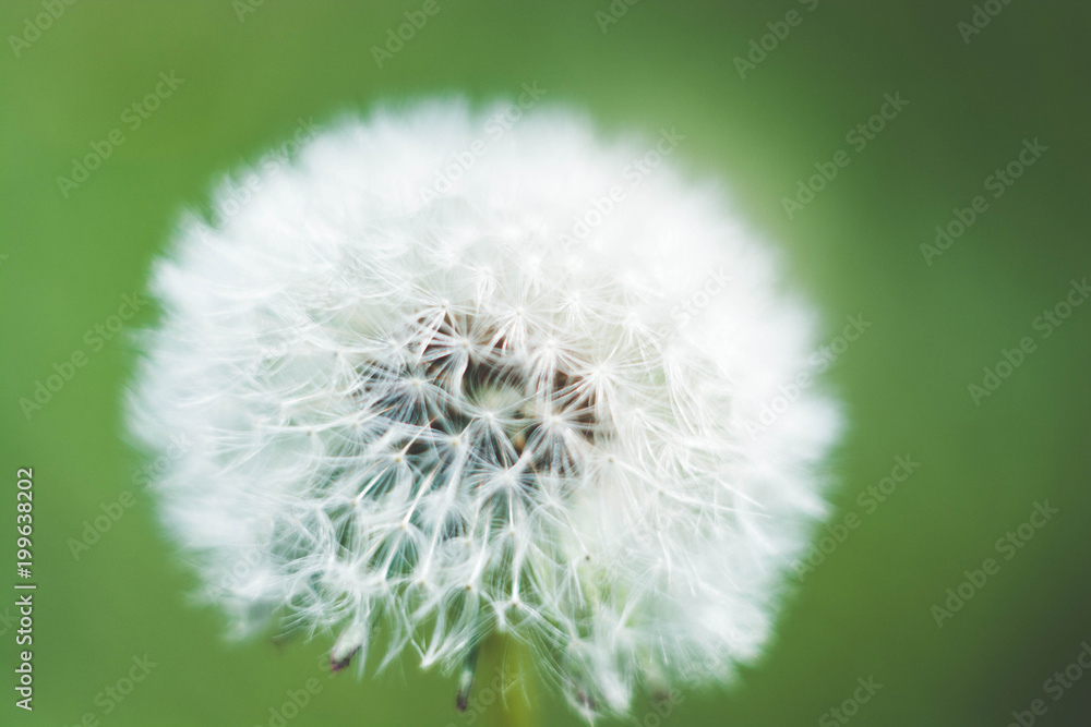Fototapeta premium Spring and dandelions