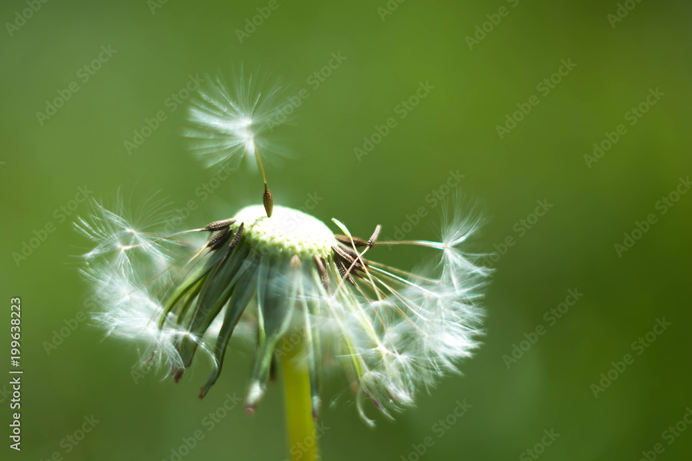 Spring and dandelions