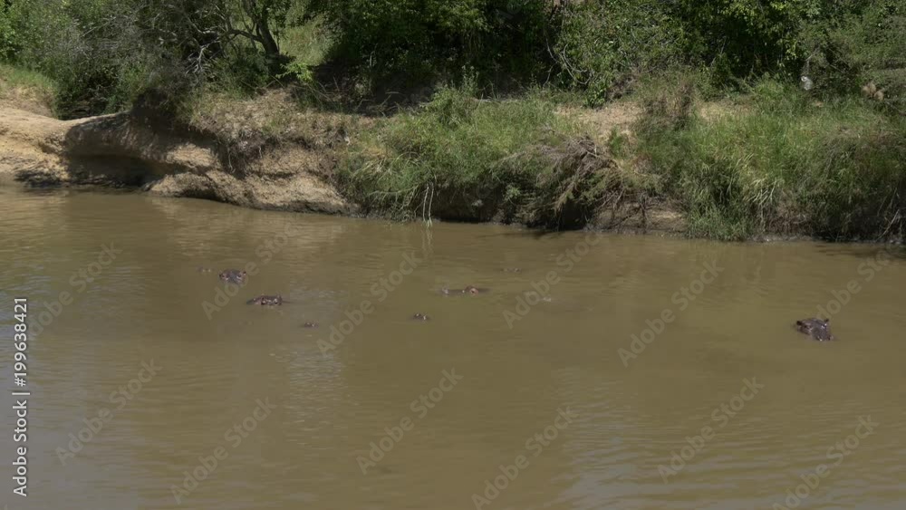 River with a submerged hippopotamus pod River with a submerged hippopotamus pod