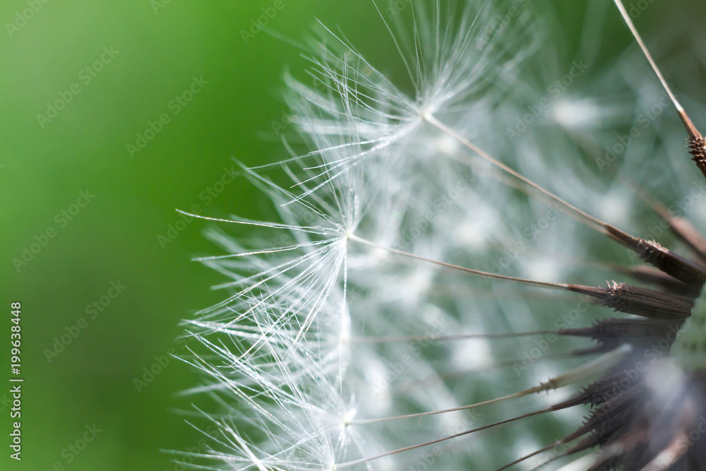 Fototapeta premium Spring and dandelions