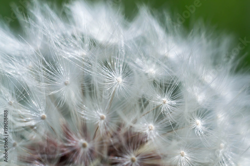 Spring and dandelions