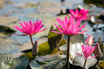 Acrylglasbilder Wasserlilien Rote Seerose im See mit Unschärfe  © Satit _Srihin