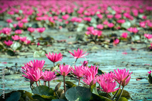 Fototapeta Naklejka Na Ścianę i Meble -  red water lily in lake with selective focus technique