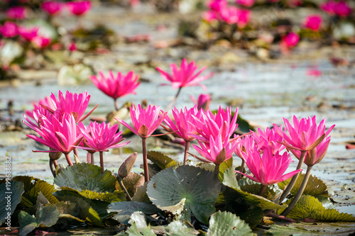 Fototapeta Naklejka Na Ścianę i Meble -  red water lily in lake with selective focus technique