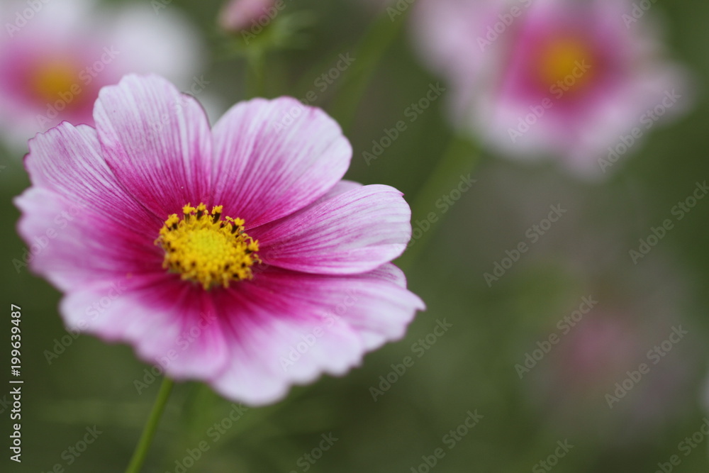 Cosmos field