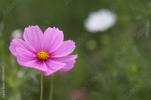 Cosmos field