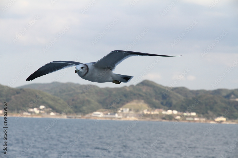 Sea with seagulls