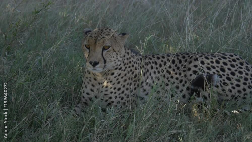 Cheetah sitting and lying down Cheetah sitting and lying down