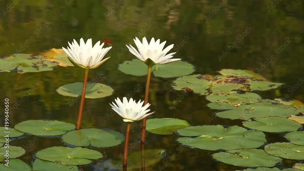 Beautiful white lotus in pond, chiangmai Thailand Beautiful white lotus in pond, chiangmai Thailand