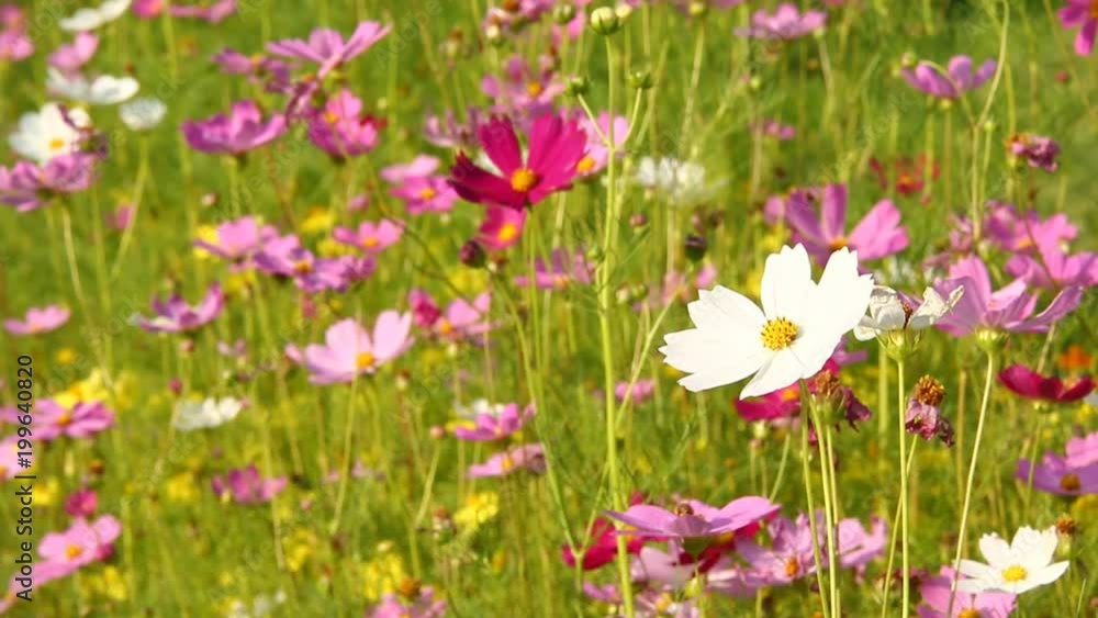 Cosmos flower in the field , chiangmai Thailand Cosmos flower in the field , chiangmai Thailand