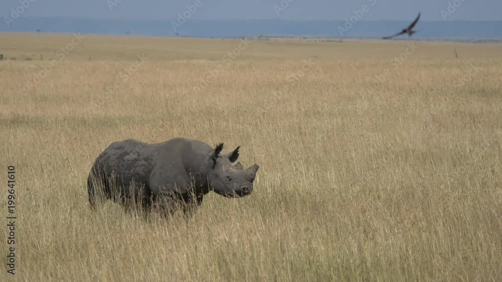 Masai Mara landscape with birds flying around a rhino Masai Mara landscape with birds flying around a rhino