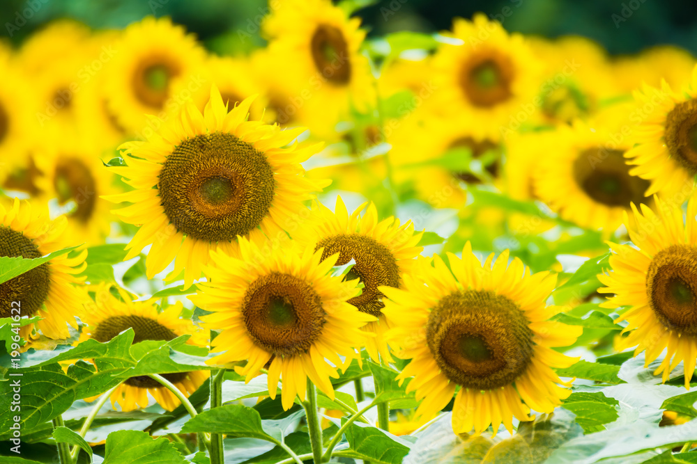 Obraz premium ひまわりの花