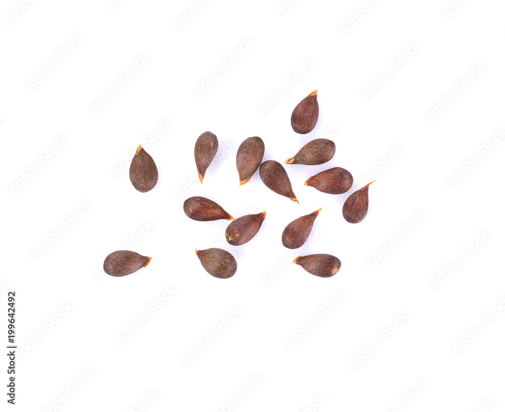 Apple Seeds On White Background Apple Seeds On White Background