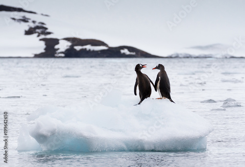 A pair of gentoo penguins  Pygoscelis papua  sitting on an iceberg with snow covered mountain in background  Antarctica