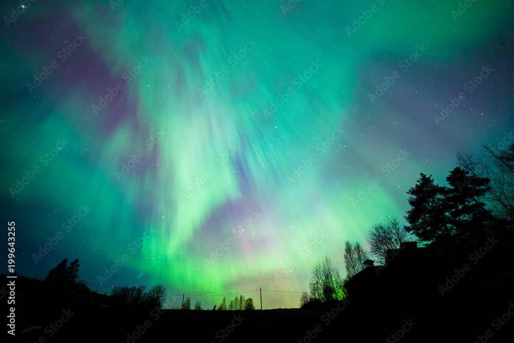 Northern lights aurora borealis tree landscape at night