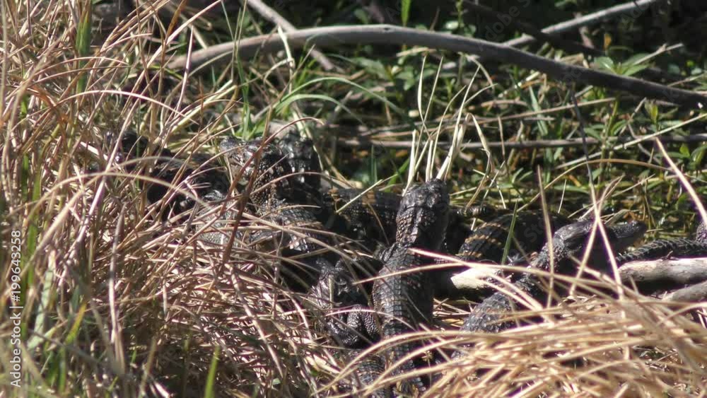 baby alligators sunning on a bank baby alligators sunning on a bank