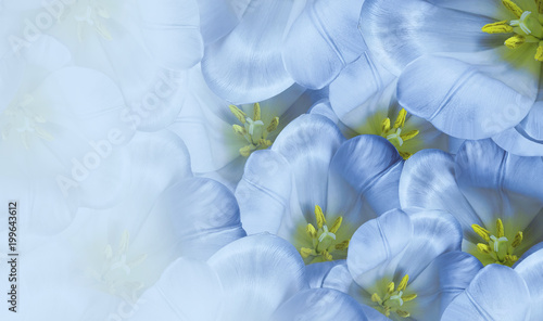 Floral spring blue  background.  Flowers white tulips blossom. Close-up. Greeting card. Place for text.Nature.