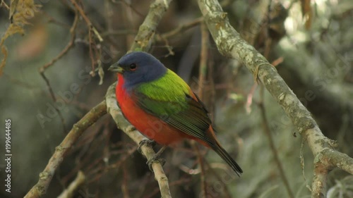 painted bunting male on a branch
