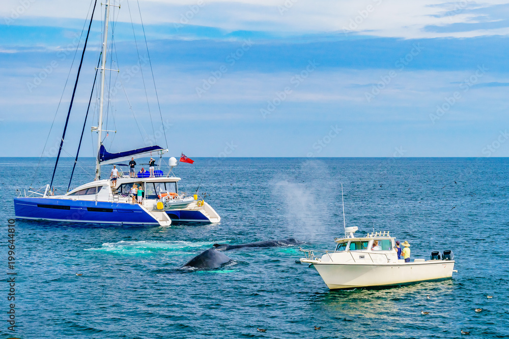Fototapeta premium Humpback Whale between two small ships Provincetown, Cape Cod, Massachusetts, US